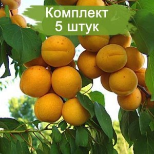 Саженцы Абрикоса Саянского (обычного) -  комплект 5 шт.