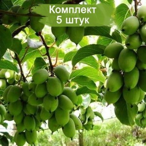 Саженцы актинидии самоплодной Доктор Шимановский -  комплект 5 шт.