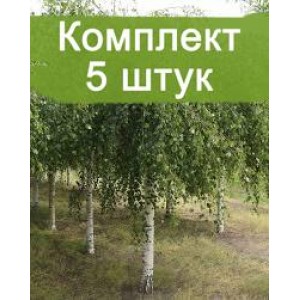Саженцы березы повислой до 40 см. -  комплект 5 шт.