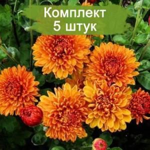 Саженцы среднецветковой оранжевой хризантемы Каштанка -  комплект 5 шт.