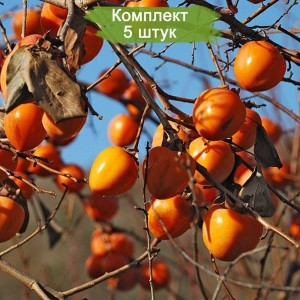 Саженцы хурмы Королек (Хиакуме) -  комплект 5 шт.