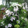 Саженцы клематиса Сноу Квин - комплект 5 шт.