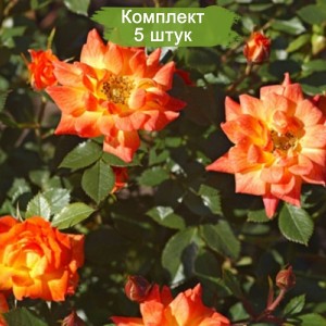 Саженцы спрей розы Колибри (Sprey Colibri) -  комплект 5 шт.