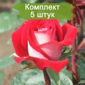 Саженцы чайно-гибридной розы Латин Леди (Latin Lady) -  комплект 5 шт.