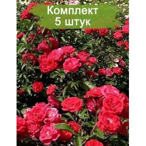Саженцы почвопокровной розы Майнауфойер (Mainaufeuer) -  комплект 5 шт.