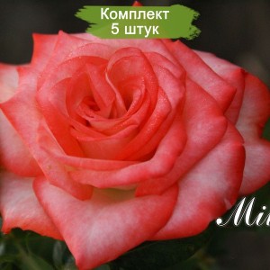 Саженцы чайно-гибридной розы Мильва (Milva) -  комплект 5 шт.