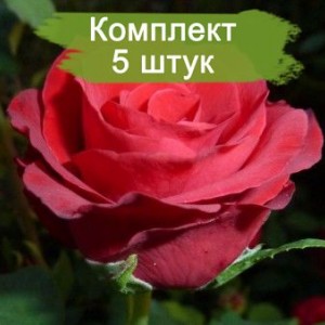 Саженцы чайно-гибридной розы Селена (Selena) -  комплект 5 шт.