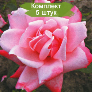 Саженцы чайно-гибридной розы Утро Москвы (Utro Moskvy) -  комплект 5 шт.