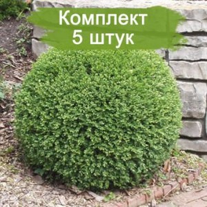 Саженцы самшита вечнозелёного Маргината (Marginata) -  комплект 5 шт.