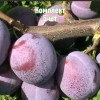 Саженцы сливы Венгерки кубанской - комплект 5 шт.