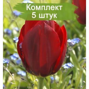 Луковицы тюльпана Паллада (Pallada) -  комплект 5 шт.
