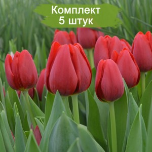 Луковицы тюльпана Суррендер (Surrender) -  комплект 5 шт.