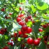Саженцы вишни Волочаевка - комплект 5 шт.