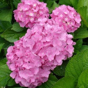 Саженец гортензии крупнолистной Пинк Вондер (Pink Wonder)